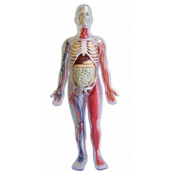 Smartlab Human Body Model Traditional Gifts Thehutcom - 