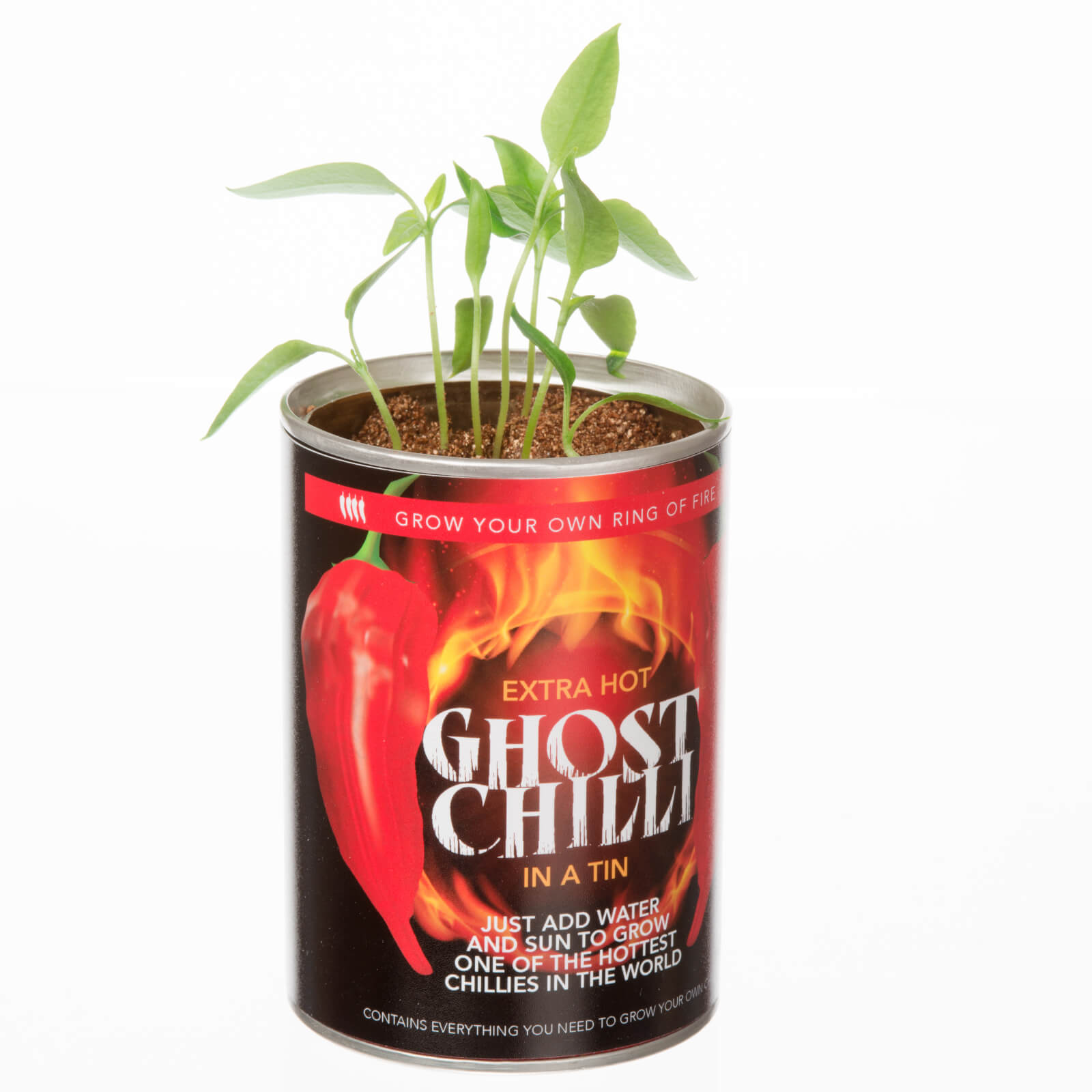 Grow Your Own Ghost Chilli Iwoot Uk Grow Your Own Ghost Chilli Iwoot Uk