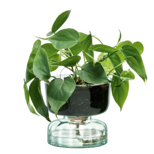 LSA International Canopy Clear Self Watering Planter - 13cm