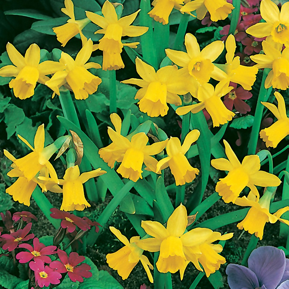 Dwarf Daffodil 1L Homebase