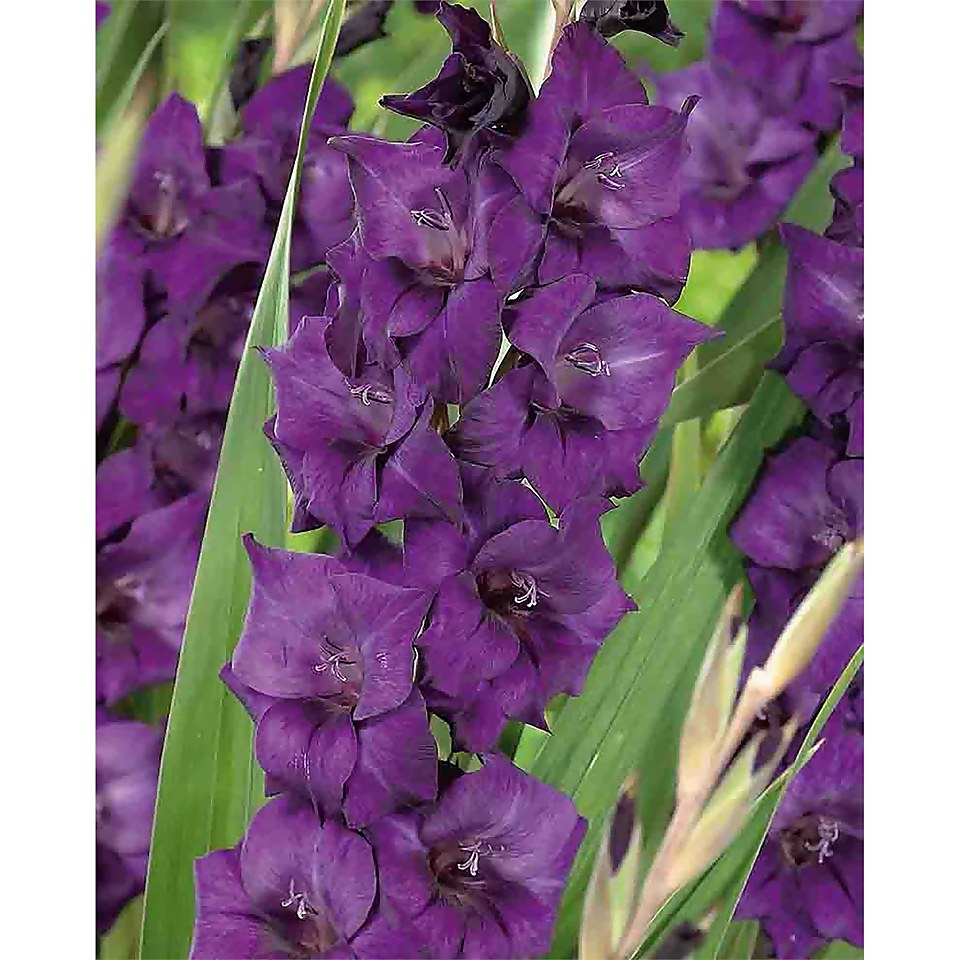Large Flowering Gladioli Purple Flora Homebase