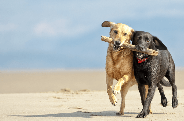 mating your pet dog