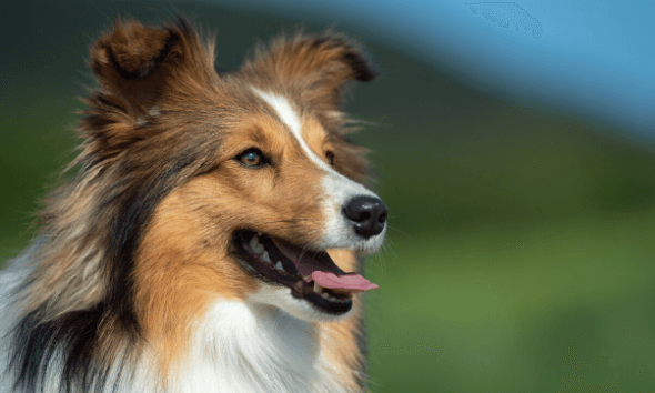 The Basics of Canine Genetics | Purina BETA Breeders