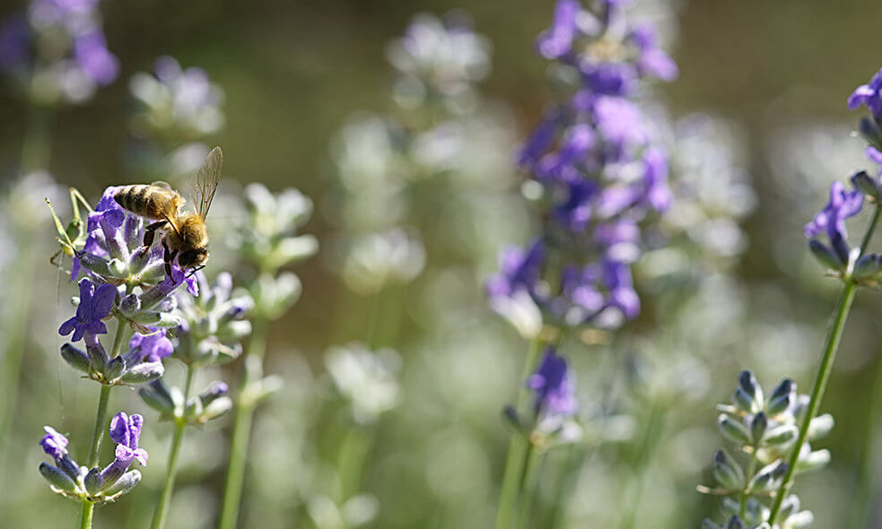 Lavendel